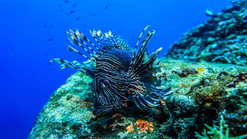 The Beauty of the Underwater World Gili Trawangan