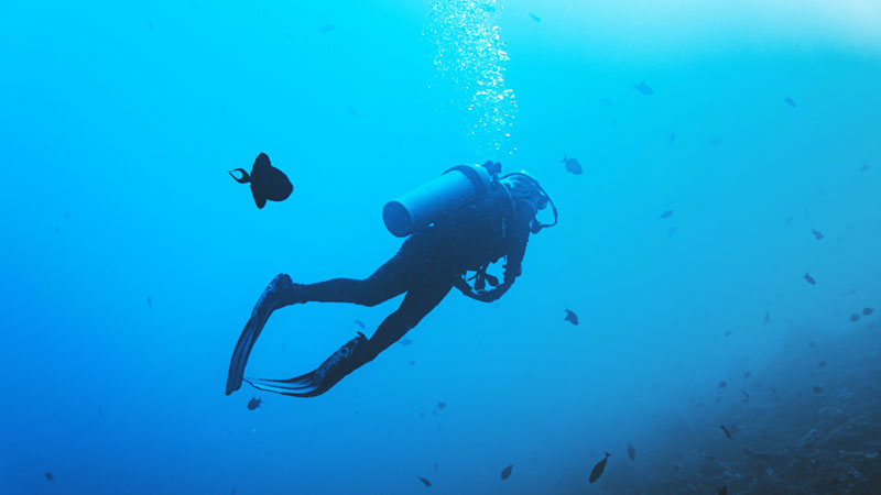 Dive Operator In Bali