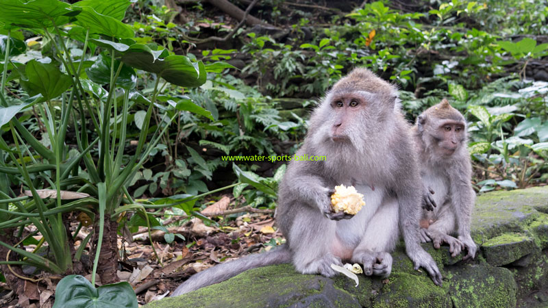 Bali Monkey Forest