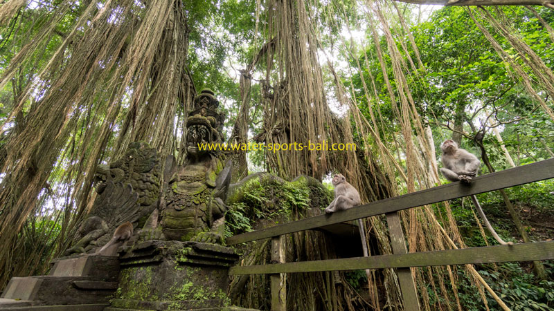 Monkeys perched in the Sacred Monkey Forest Sanctuary with intricate stone carvings and hanging banyan tree roots