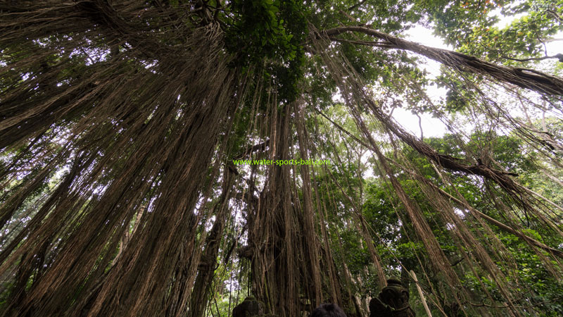 The Point Of Interest Forest Sanctuary