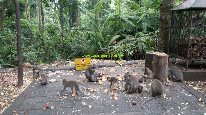 Ubud Long-Tailed Gray Monkeys