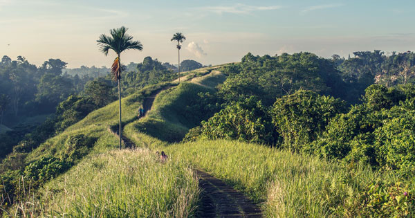 Campuhan Hill Ubud