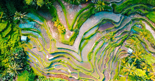 Cascading Rice Terraces in Tegalalang, Bali