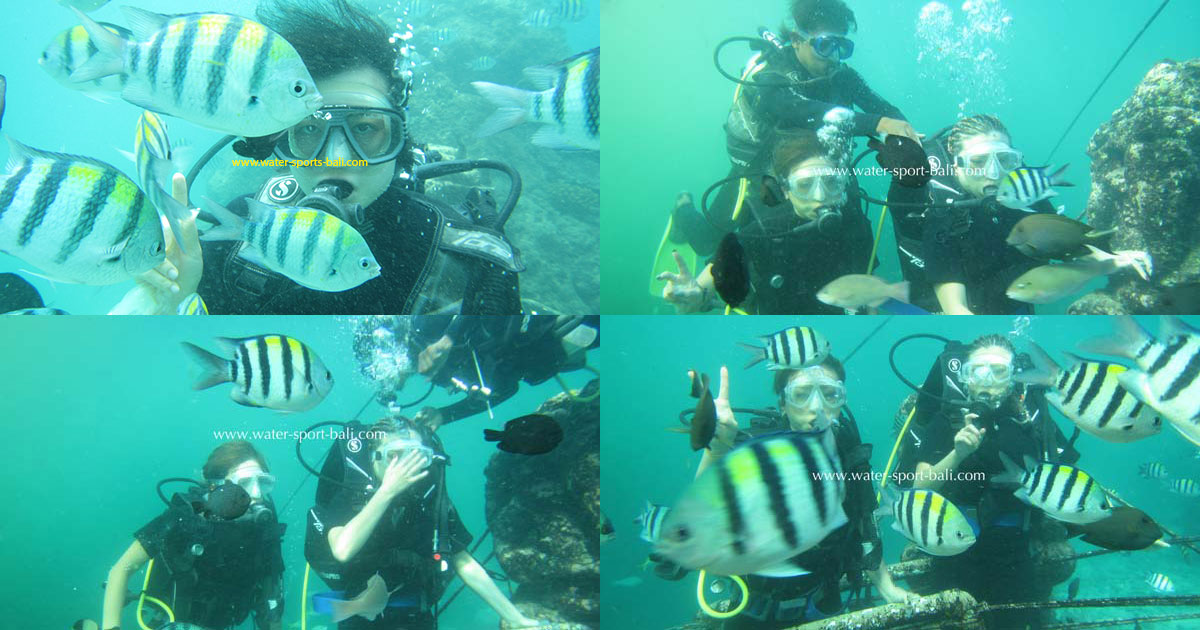 Best Dive Sites In Bali For Beginners You Need To Know Before Joining