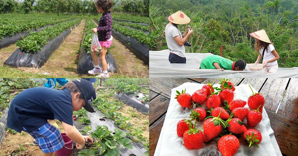 Bali Strawberry Panoramic Terrace, Bedugul Self Picking Strawberry Farm