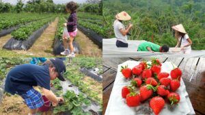 Bali Strawberry Panoramic Terrace