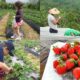 Bali Strawberry Panoramic Terrace