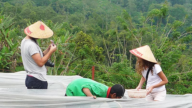 Picking Strawberries In The Bali Strawberry Panoramic Terrace