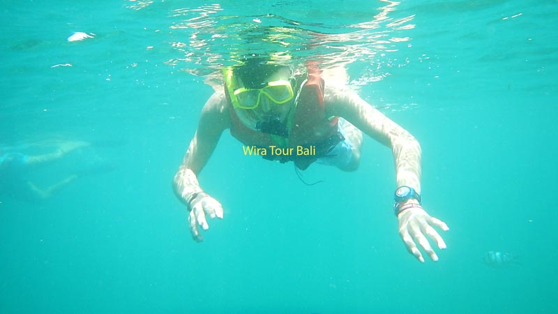 Snorkeler exploring the clear waters of Tanjung Benoa, Bali, surrounded by marine life