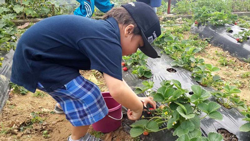 Tourist Activities at Bedugul Strawberry Farm