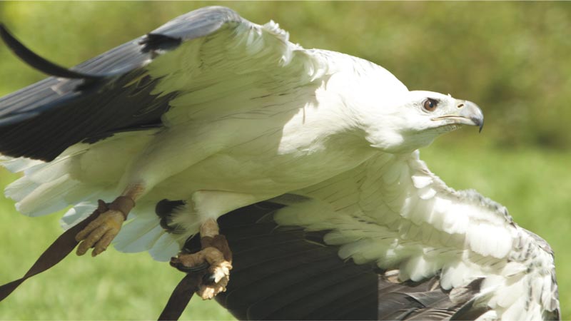 Birds Show When Capture Their Prey