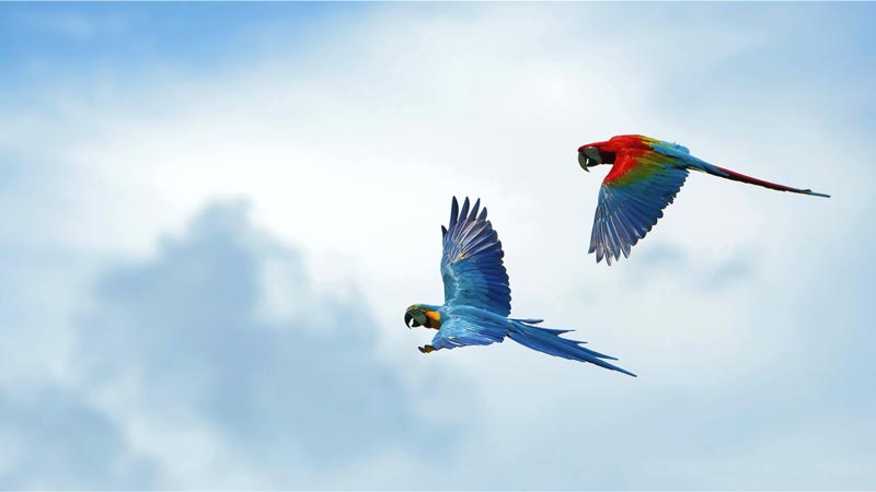 Flying Bird Show