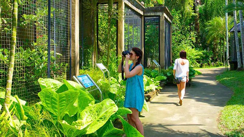 Visitor taking photo at Bali Bird Park