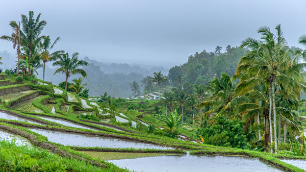 Jatiluwih Rice Terrace