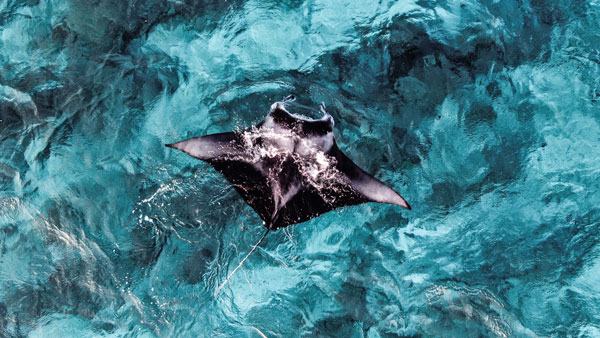 Manta Ray Nusa Penida Bali