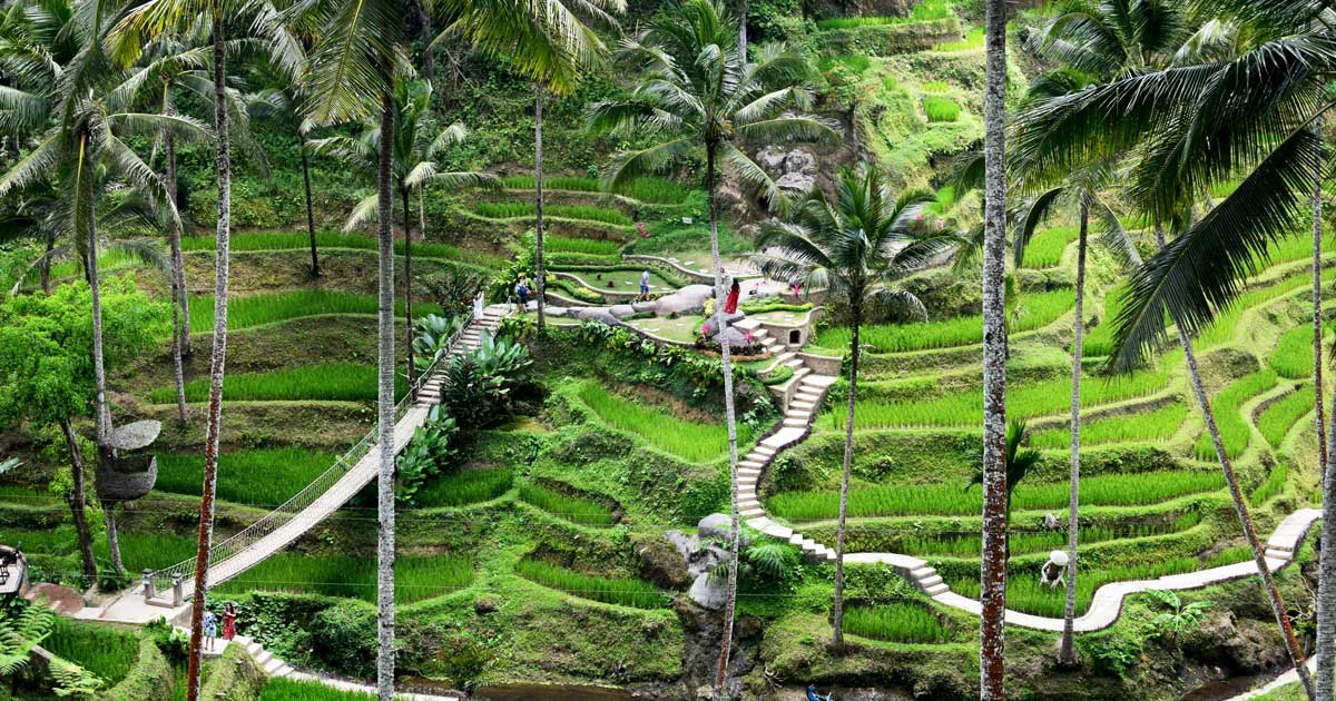 Ubud Bali - Best Attraction & Activities Guide List That You Need To Know