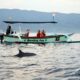 Dolphin On The Lovina Beach