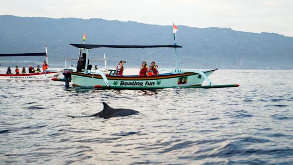 Dolphins Jumping at Sunrise in Lovina Beach