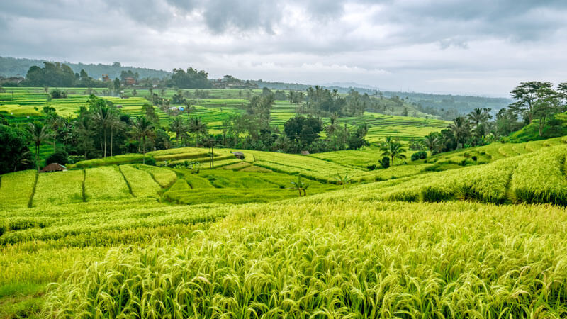 Lush green Jatiluwih Rice Terraces under overcast skies in Bali