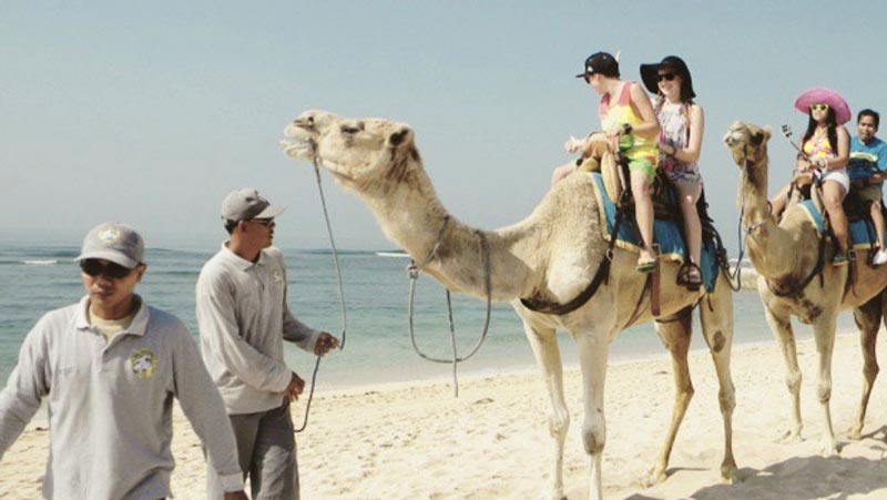 Bali Camel Ride Price