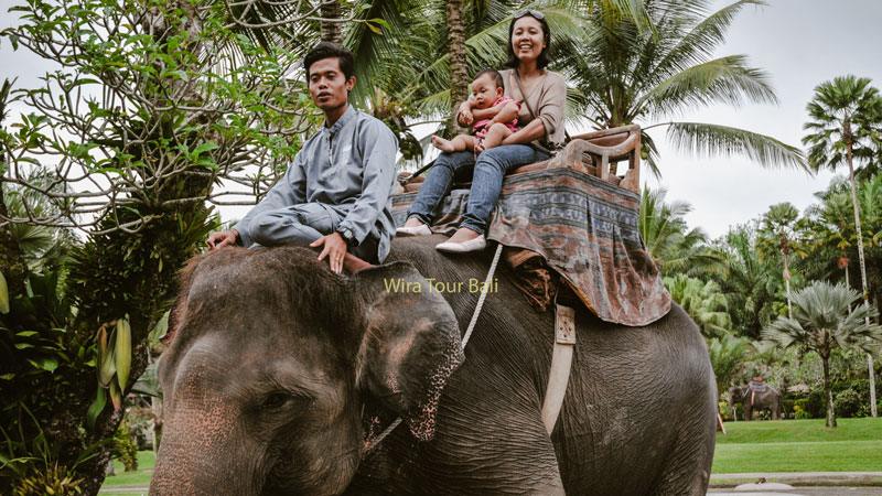 Elephant Ride at Taro Ubud Bali Adventure Activities