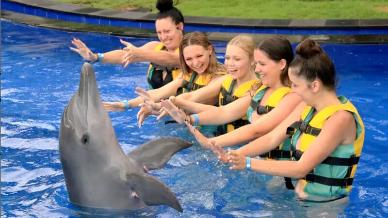 Discovery+ Program participants joyfully interacting with dolphins in a controlled environment, guided by a marine expert