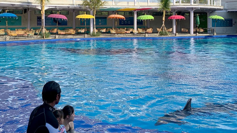 Dolphin in water tank with facilities