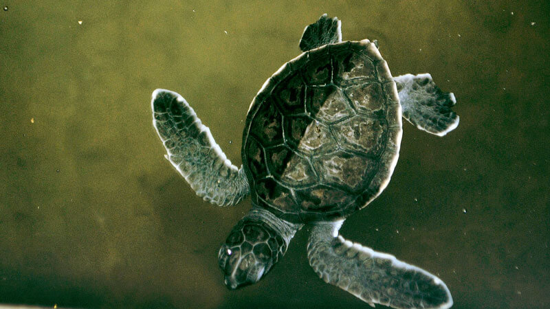 Newly hatched baby turtle at the Serangan Turtle Conservation Centre