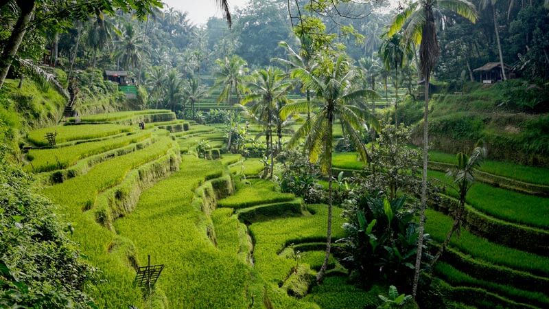 Lush green terraced rice fields of Tegalalang in Ubud, Bali, with tropical palm trees