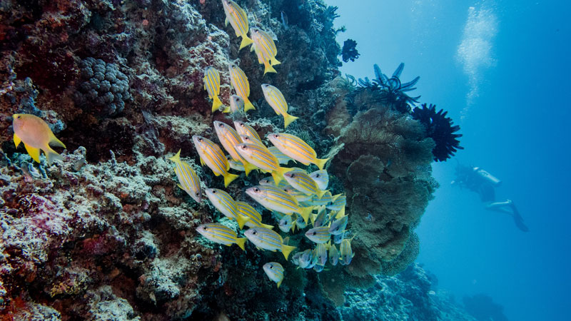 Vibrant school of yellow-striped fish amidst the corals in Gili Trawangan's waters.