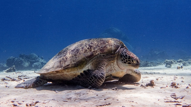 Sea turtle gracefully swimming near the seabed at Turtle Point