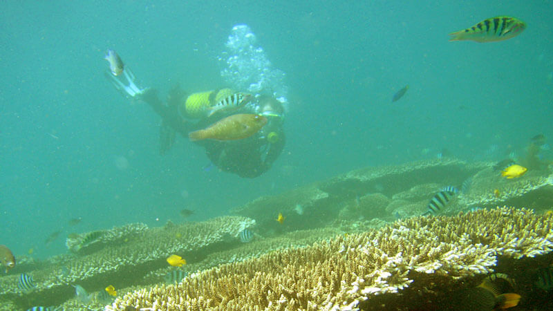 Diver exploring the coral reefs of Amuk Bay Karangasem with tropical fish in view