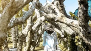 Visitors walk under the unique tree corridor at Big Garden Corner Sanur
