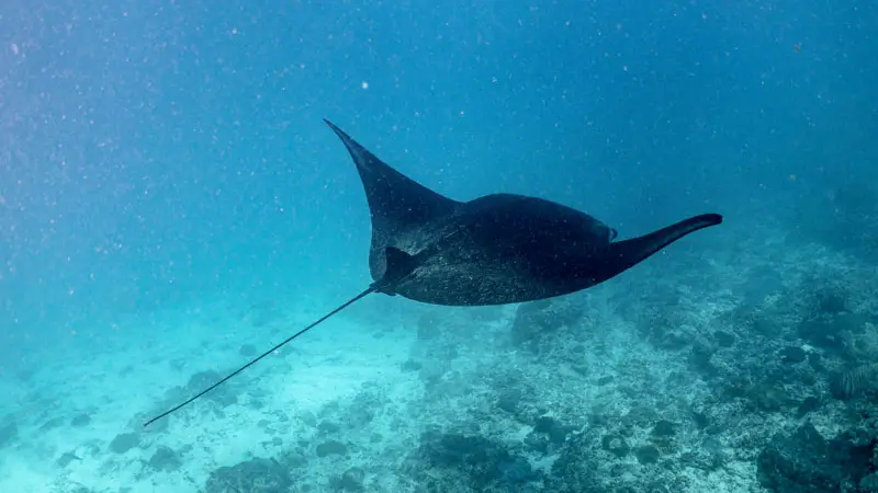 Manta ray swimming in open water at Manta Bay near Nusa Penida