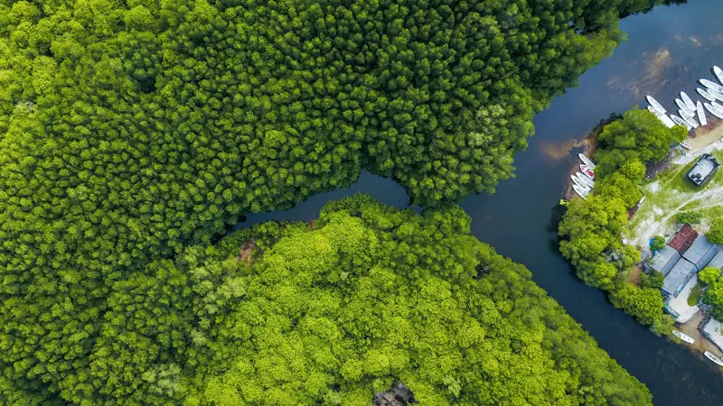 Aerial view of mangrove forest and kayak docking area in Nusa Lembongan