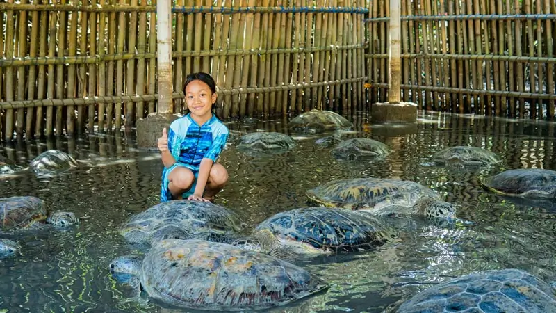 Turtle Island Bali: child visiting sea turtles (easy for younger kids)