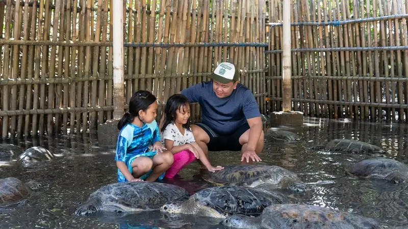 Sea turtles at Turtle Island conservation pool, Tanjung Benoa