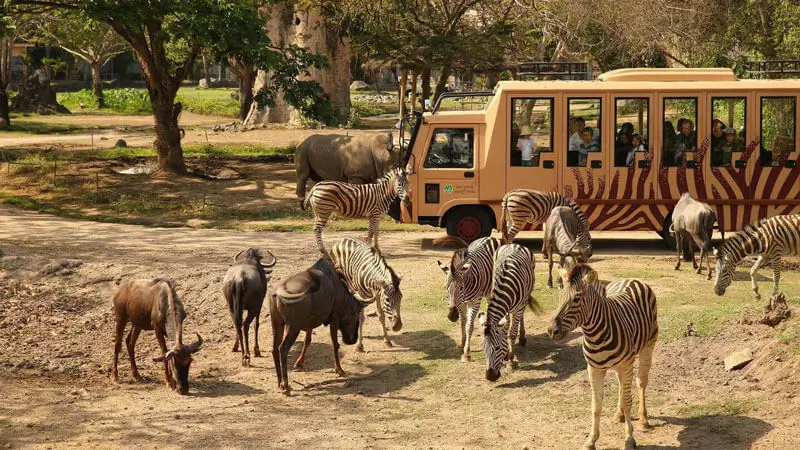 Safari bus with zebras and wildebeest at Bali Safari & Marine Park