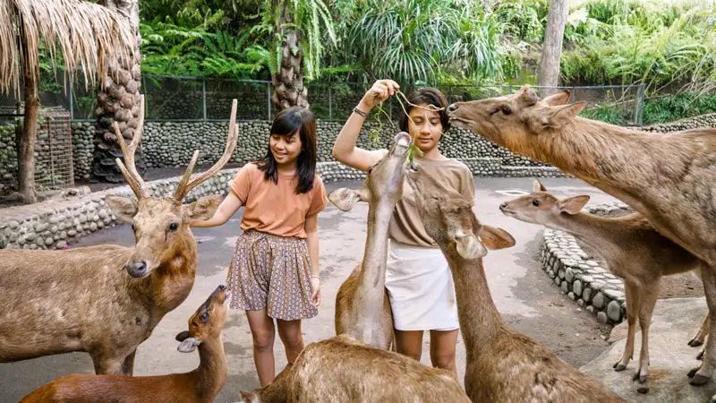 Visitors feeding deer in the petting zoo area