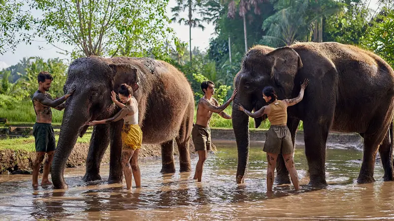 Guests washing elephants during a mud activity at Bali Zoo