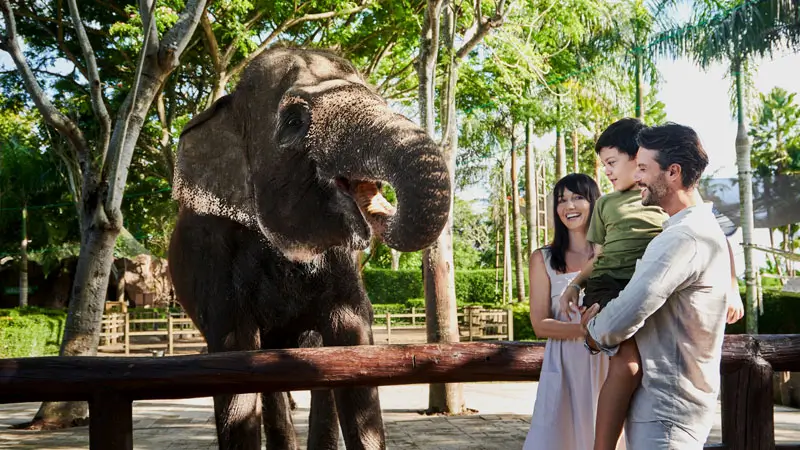 Family watching an elephant from behind a visitor barrier in the morning