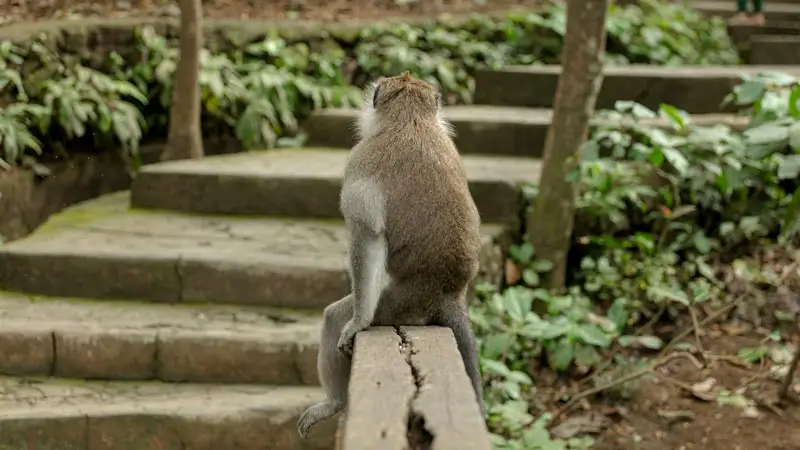 Monkey near stone steps in Ubud Monkey Forest