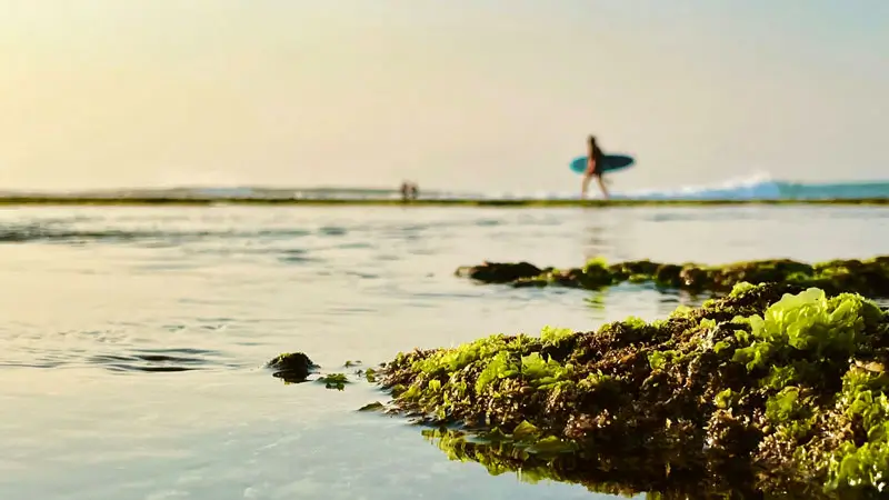Surfer walking across reef flats at Suluban Beach