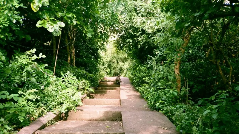 Monkey sitting on stone stairs beside a visitor path